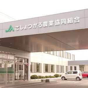 王林　訳あり約10kg【2026年1月下旬】たちねぷたりんご青森県五所川原市