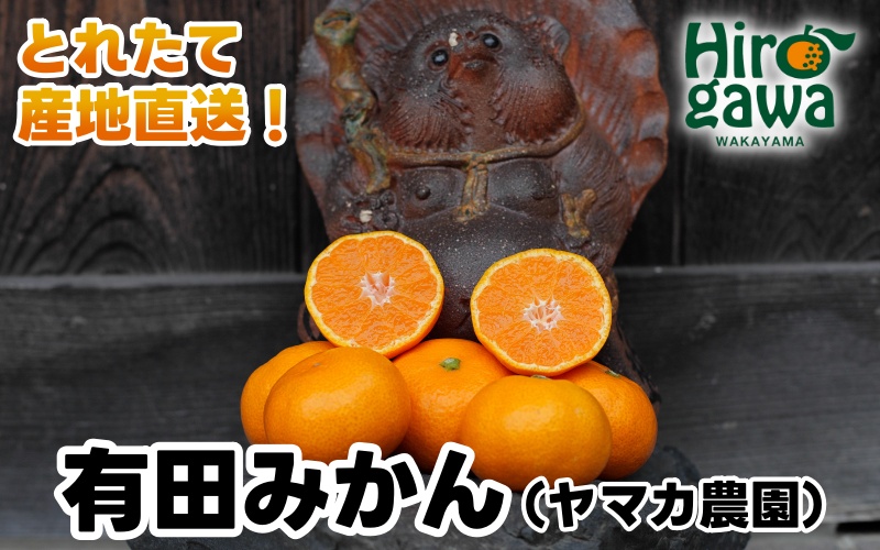 ▼有田みかん 10kg(M・Lサイズ)　※12月上旬〜1月上旬頃順次発送予定 【ymk004-10-ml】
