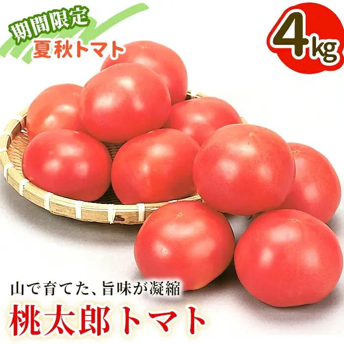 7月下旬発送！ 桃太郎トマト 4kg A等級 桃太郎 トマト 美濃白川 夏秋トマト とまと 夏野菜