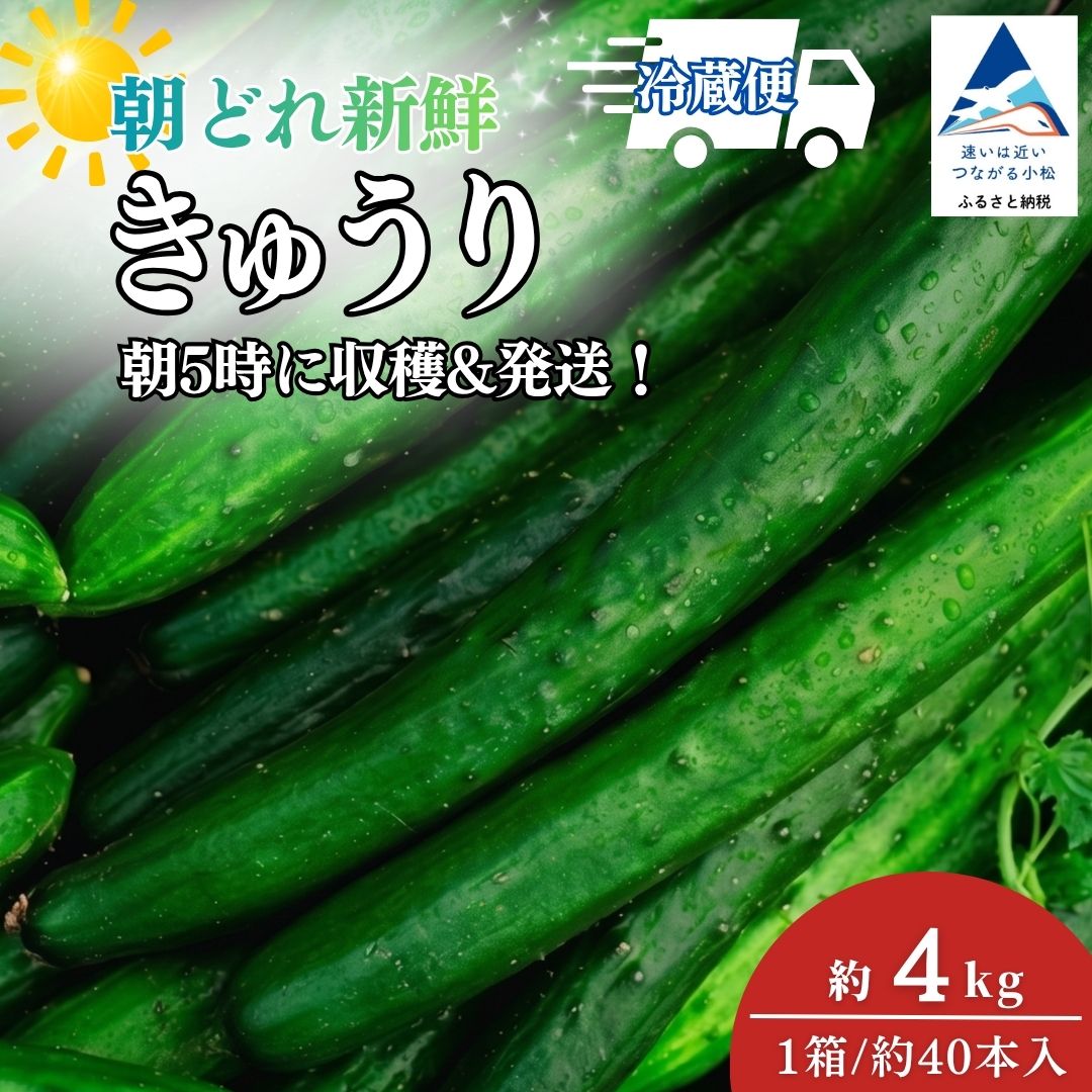 【ふるさと納税】 朝どれ きゅうり 約4kg (約40本) 野菜 旬 小松産 夏野菜 石川県 小松市 朝獲れ 北陸 010289【JA小松市】