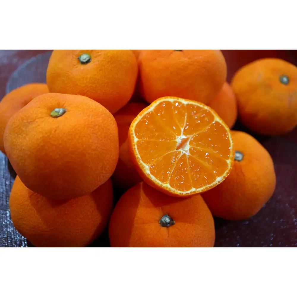 【瀬戸内マルシェが選ぶ】ハウスさぬき紅みかん　小粒１kg（2027年６月中旬より発送）