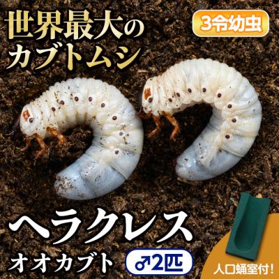 ふるさと納税 肝付町 ヘラクレスオオカブト カブトムシ 3令幼虫オス2匹　人工蛹室　B76002