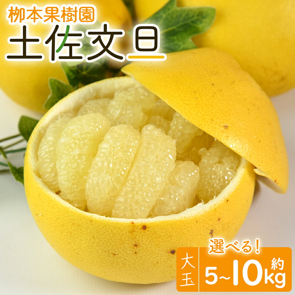 【ふるさと納税】【選べる内容量】【先行予約】土佐文旦 大玉 約5kg（9〜10個）／約10kg（18〜20個）- 果物 フルーツ 柑橘 ぶんたん ブンタン おいしい 送料無料 特産品 期間限定 数量限定 柳本果樹園 高知県 香南市【常温】
