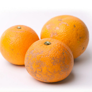 ＜先行予約＞家庭用はっさく1kg+250g（傷み補償分）＜１月より発送＞/ 八朔 はっさく ハッサク 柑橘 フルーツ 果物 和歌山【ikd223】