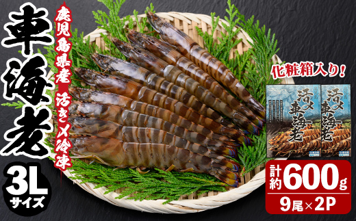n431 鹿児島県産！活き〆冷凍車海老(3Lサイズ・計約600g) 化粧箱入り！ くるまえび 海老 海鮮 海産物 国産 九州産 急速冷凍 ギフト 車海老 真空パック 養殖 冷凍 【車海老日本株式会社】