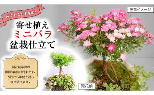 
寄せ植え「ミニバラ盆栽仕立て」 ギフト 花[BN008ci]
