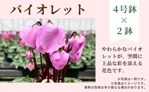 【カラー：バイオレット×バイオレット】農林水産大臣賞受賞  愛知県産 シクラメン ４号鉢×２鉢 ウィンターベル 花 生花 バイオレット プレゼント 贈り物 鉢花 鉢 ガーデン ガーデニング 高品質 クリスマス -277
