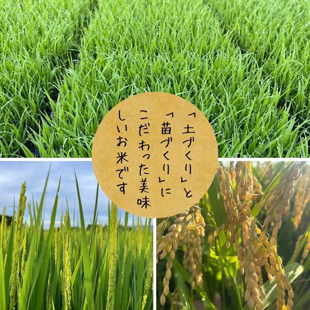 【令和8年産新米予約】【新潟県認証米】 10kg (5kg×2袋) 特別栽培米 新之助 阿賀野市産 丸山農園 米 こめ コメ 白米 精米 新米 新米予約 令和8年産 10月中旬より順次発送予定 3F0