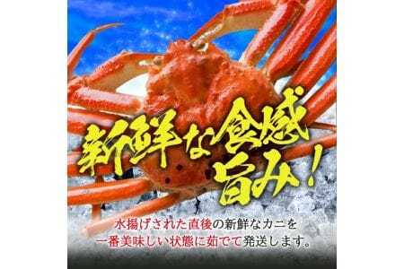 1138　遊佐沖　春のボイル・本ズワイガニ 1匹500g程度