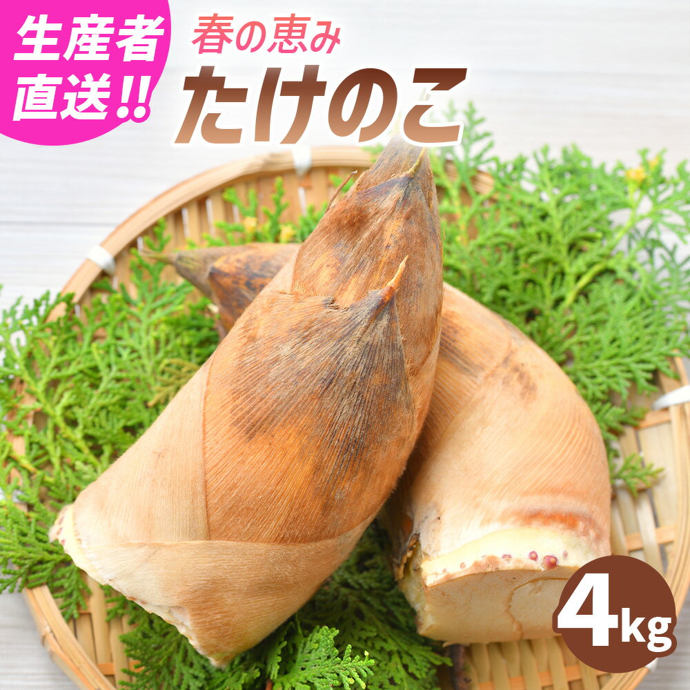 【ふるさと納税】【生産者直送】春の恵み たけのこ 4kg （2～5本） 筍 旬菜 野菜 国産 熊本県産 九州 熊本県 送料無料 【2026年4月上旬発送開始】