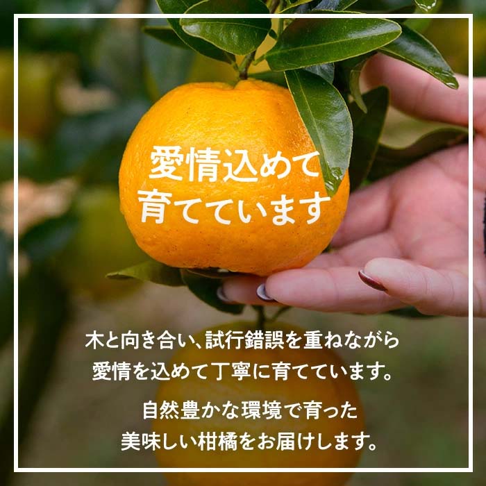 i985 《先行予約受付中！2025年10月上旬から発送予定》早生温州 (5kg) 数量限定 みかん 柑橘 果物 くだもの フルーツ 旬 温州みかん ミカン オレンジ 早生 【アーステクノ】