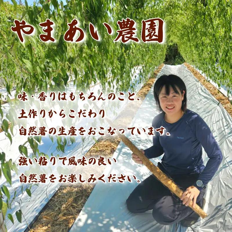 【2026年度先行予約】500g 自然薯 真空パック 静岡県 牧之原市 やまあい農園