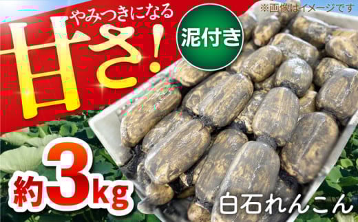 【先行予約】やみつきになる甘さ！ 松尾青果のこだわり白石れんこん 約3kg【松尾青果】蓮根 レンコン 野菜 根菜 泥付き [IBD001]