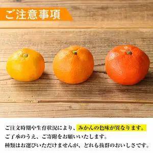いずみ産 竹ん子山 の みかん 約5kg みかん 【イーサイドライン】 i1030