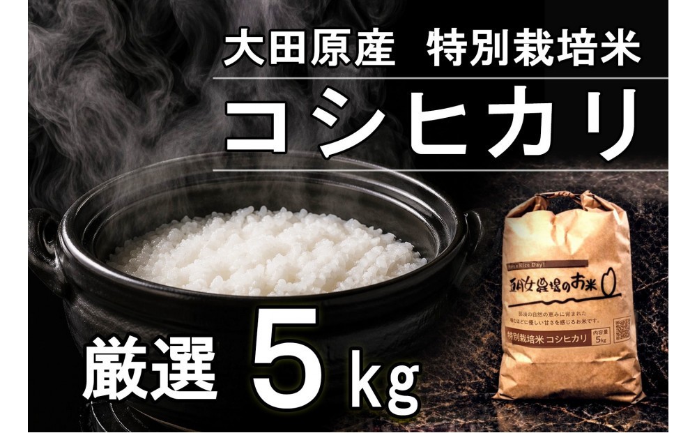 
                  栃木県大田原産コシヒカリ 白米 5kg｜ 特別栽培米 メディア出演多数 栃木県農業大賞 知事賞 受賞農家 五月女農場 農家直送 産地直送 産直 栃木県 大田原市 こしひかり
                