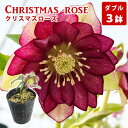 【ふるさと納税】 クリスマスローズ ダブル フラワー ギフト 花 お花 3鉢 苗 花苗 鉢植え ポット 専門店 おまかせ 二重咲 八重咲 園芸 ガーデニング 屋内 屋外 庭 玄関 リビング 多年草 宿根草 育てやすい 植物 栽培 お祝い プレゼント 百花 -MoKa- 岩手県 滝沢市 送料無料