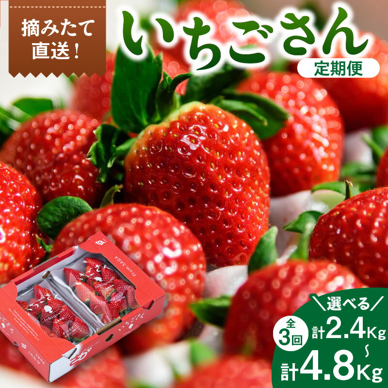 【ふるさと納税】佐賀産「いちごさん」定期便 【全3回】＜内容量が選べる／ 彩りセット・満喫セット＞ 【 果物 フルーツ 苺 ふるさと納税 果物 】