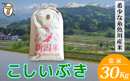 米 新米 玄米【令和7年産】新潟県産 こしいぶき 玄米 30kg 2025年産 精米対応不可 1等米 木島米穀店【米 お米 玄米 米 こめ コメ こしいぶき ご飯 ライス ブランド米 新潟県 糸魚川産 2025年産 食品 人気 おすすめ 30キロ】