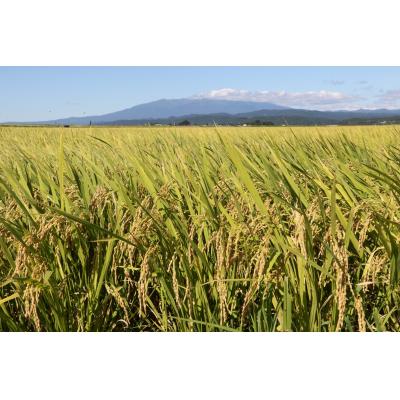 ふるさと納税 庄内町 山形県庄内産 つや姫・はえぬき セット 令和7年産 2025年産 食べ比べ |  | 01