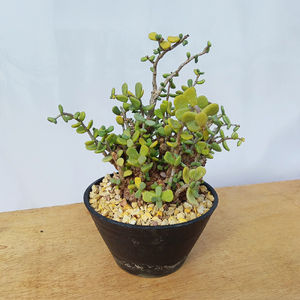 ケラリア・ピグマエア (発根管理済) A008｜観葉植物 コーデックス 盆栽 鉢植え インテリア ハコネコ [0661]