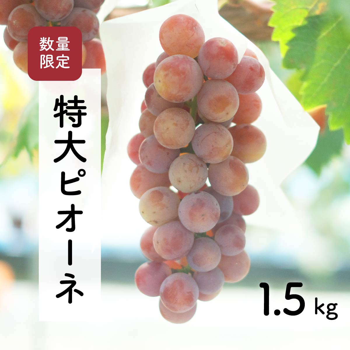 【ふるさと納税】【先行予約・2026年9月】 数量限定 大粒ピオーネ 1.5kg 産地直送 農家直送 甘い 大きい 種なし ぶどう 果物 限定品