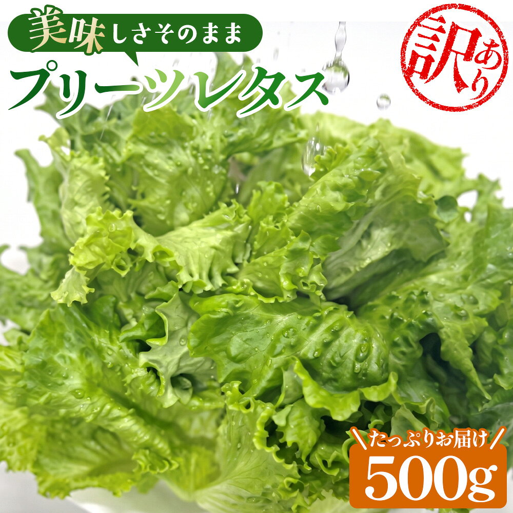 【ふるさと納税】 【訳あり】不揃いのレタスたち（プリーツレタス）500g×1袋 ／ 野菜 緑黄色野菜 βカロテン シャキシャキ 食感 サラダ 送料無料 千葉県 不揃いレタス 野菜 サラダ用 野菜素材 シャキシャキ ふんわり 食感 新鮮 葉物野菜 食卓素材 野菜ストック No.013