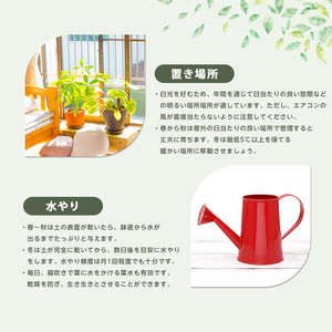 2026年5月中旬～発送 観葉植物 ザミア ・ プミラ 80cm～100cm ホワイト鉢 専用受皿付 T&P 035-1351 観葉植物