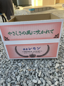 レモン マイヤーレモン 3kg（25玉～30玉） 9月上旬から12月下旬発送予定 れもん 檸檬 ひかる農園