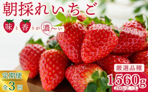 厳選いちご 2パック×3回発送 定期便 |  3ヶ月連続 定期便 苺 イチゴ 大粒 いちご 1月発送 2月発送 3月発送 4月発送 いばらキッス ひたち姫 やよいひめ フルーツ 茨城県産 新鮮 朝採れ 糖度 酸味 品種 ひたち姫 甘い 濃厚 旬 採れたて 旬 産地 直送 フレッシュ ベリー 果肉 健康 果物 デザート 贈り物 食べ比べ 定期便 人気 檜山いちご園 茨城県 常陸太田市