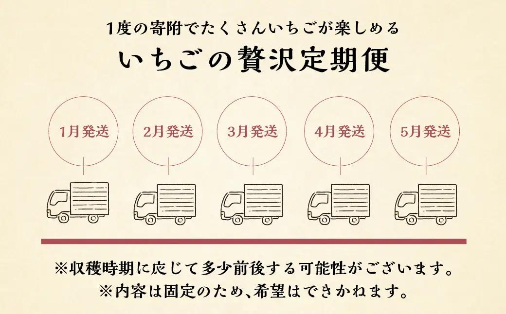 【定期便5回】【2027年1月より発送開始】 いちご贅沢 定期便 5回 紅ほっぺ 1kg ( 250g × 4p ) しあわせ苺 サイズ バラバラ 訳あり 訳アリ 含む 農園直送 フルーツ 苺 イチゴ