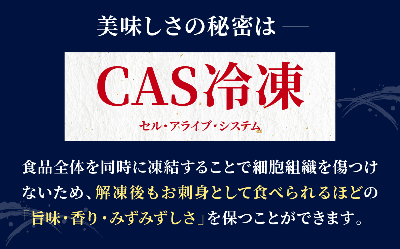 呼子剣先いか 活き造りMサイズ 2パック / イカ 烏賊 新鮮 生 刺身 / 佐賀県 / 佐賀玄海漁業協同組合（呼子CASセンター） [41ABAN001]
