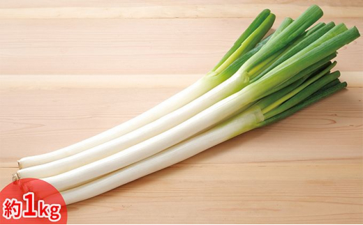 今金産軟白長ねぎ 約1kg F21X-247