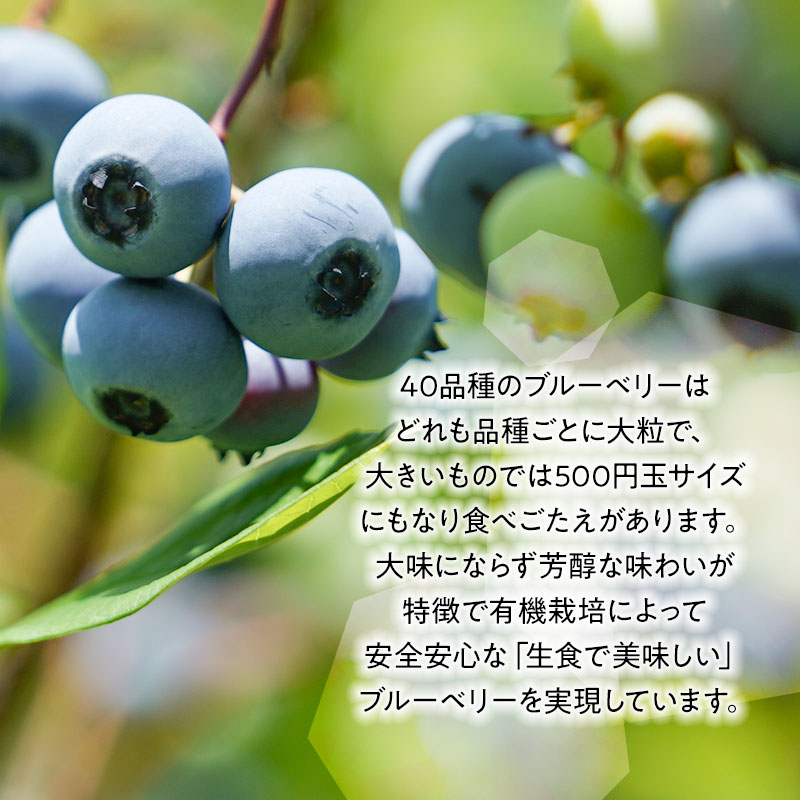 【令和7年産先行予約】【冷凍】月山高原のオーガニックブルーベリー(大粒・600g)　K-742