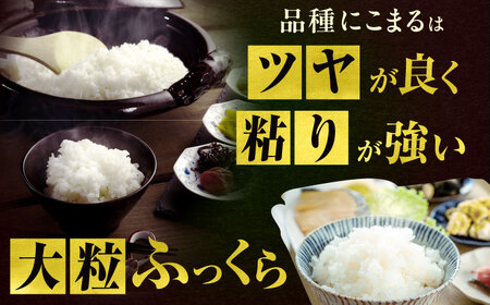 一等純米 にこまる 5kg / 米 お米 精米 白米 一等米 愛知県産 国産米 / 稲沢市 / 有限会社ハシモト耕販 [BMBP001-05]