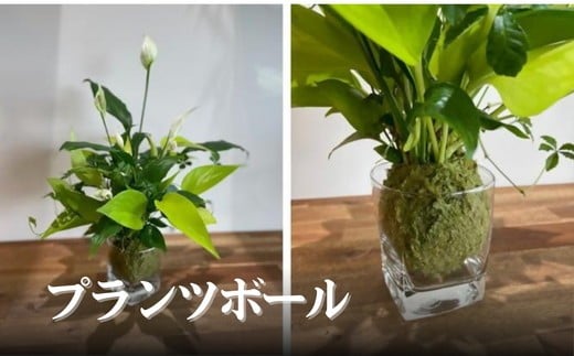 プランツボール【002155】