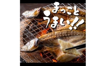 【定期便】いずま海産のトロアジ干物8枚頒布会【12回お届け】干物