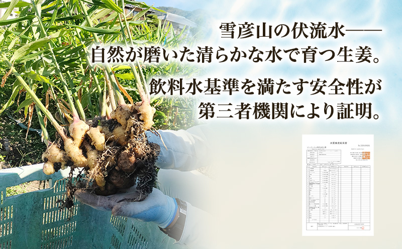 自然栽培で育てた甘くて瑞々しい姫路産新しょうが1.5kg 生姜 国産 栽培期間中 農薬 不使用 ショウガ 産地直送 農産物品評会 受賞