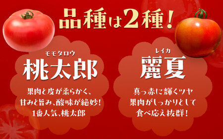 訳あり大玉トマト(ご家庭用)4kg / 朝採り 甘い 桃太郎 とまと / 恵那市 / クリエイティブファーマーズ [AUAH016]