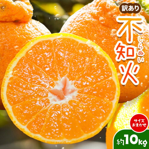 【ふるさと納税】訳あり不知火 約10kg (サイズおまかせ) うえやまファーム《2026年2月中旬-3月中旬頃出荷》 和歌山県 日高川町 旬 新鮮 果物 柑橘 フルーツ 国産 送料無料 柑橘 しらぬい 不知火