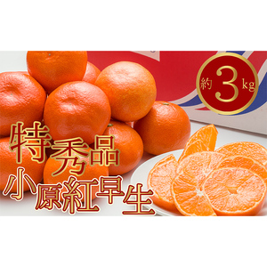 ご家庭向け！真っ赤なお蜜柑「小原紅早生」 約3kg FAH-0018