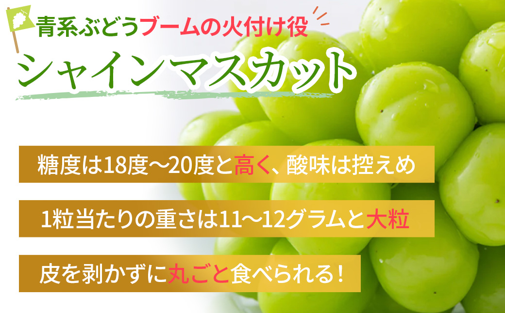 【2025年/令和7年発送分】ご家庭用シャインマスカット　2㎏　「訳あり」