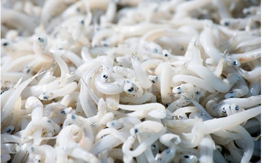 釜揚げしらす（木箱入り）1kg※北海道・沖縄・離島配送不可 / 贈答品 ギフト しらす丼 丼ぶり シラス 冷蔵 お取り寄せ 和歌山県 田辺市【has004-1】