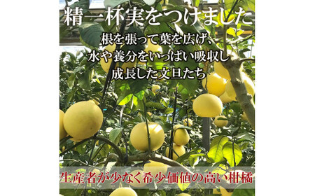【先行予約】12月発送土佐文旦 温室土佐文旦 L~3L 約6kg 約6キロ(10~14個入り)〈2026年12月上旬?2027年1月中旬頃発送〉  / お得箱 ブンタン ぶんたん 土佐文旦 ハウス文旦
