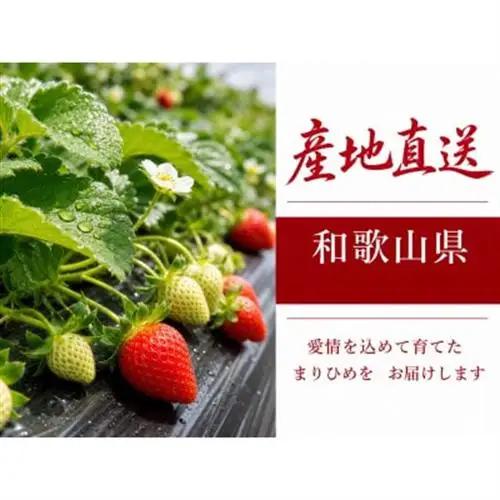 紀州和歌山ブランドいちご「まりひめ」約280g×2P【配送不可地域：離島・北海道・沖縄県】【1343154】