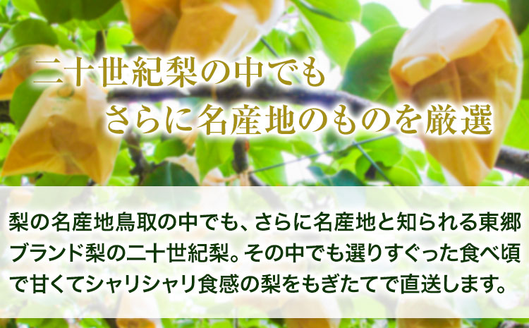 【2026年先行予約】特選 二十世紀梨 約3kg (4~10玉) 3L~5Lサイズ 高間商店《2026年8月下旬-10月上旬頃出荷予定》 鳥取県 八頭町 梨 なし ナシ 果物 フルーツ 先行予約 ふる