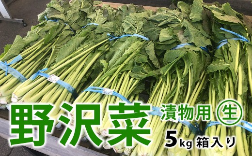 信州松本市産 漬物用「生の野沢菜」5kg｜ふるさと納税 長野県 松本市 野沢菜 野菜 漬物 信州 信州名物 野沢菜漬け