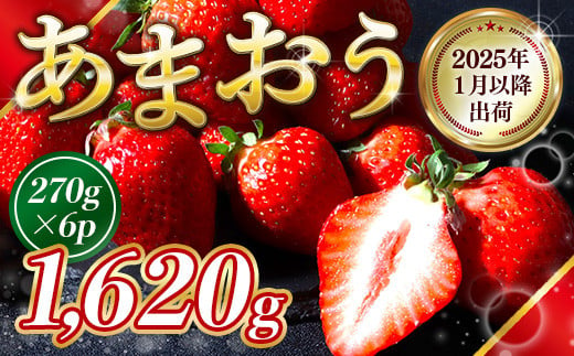 福岡県産 あまおう 1620g  いちご 果物 フルーツ ギフト 季節限定  先行予約 2025年1月以降より順次発送 TY052-3