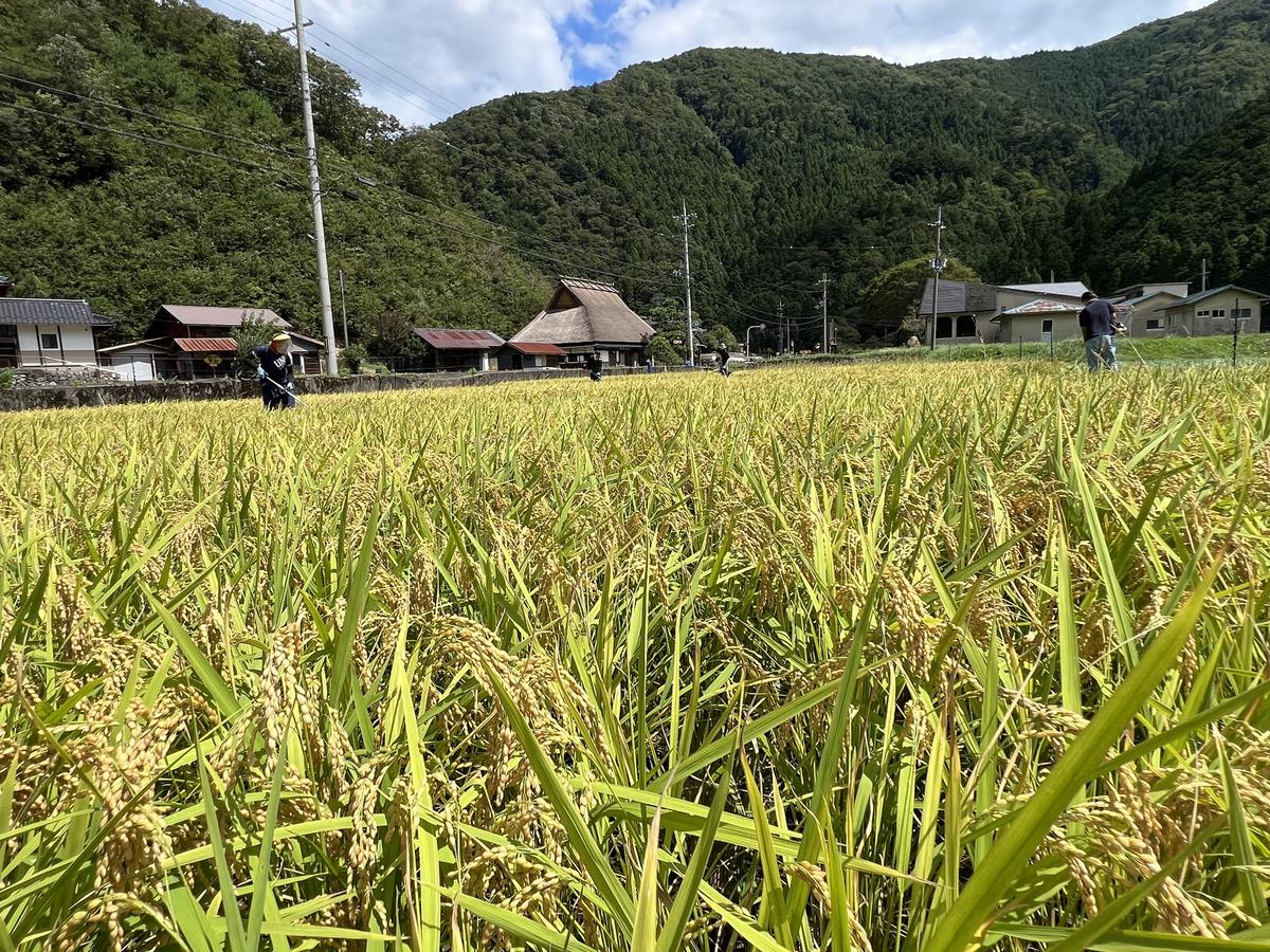 定期便 6回　料理旅館きぐすりや　令和8年産 　特別栽培米キヌヒカリ 10kg 新米26