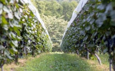 大迫佐藤葡萄園 ツヴァイゲルト2本セット（赤・ロゼ・干しぶどう）【1395】