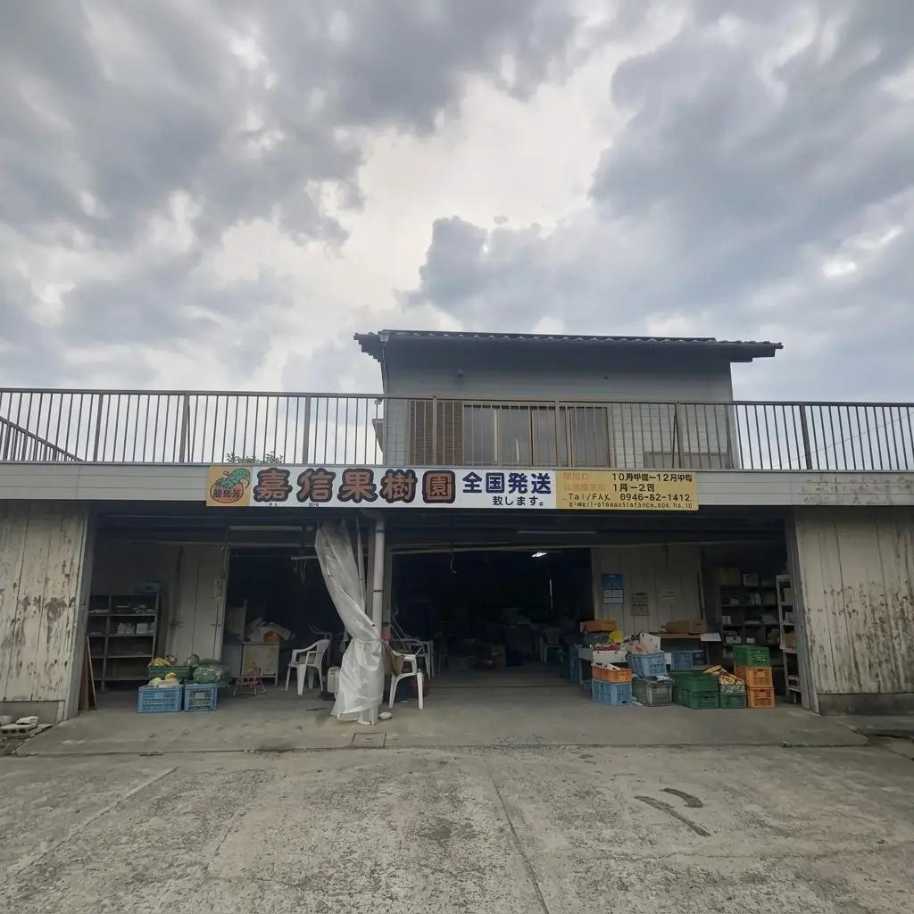 柿 富有柿 早生 Lサイズ 14～15玉入 かき カキ 柿
